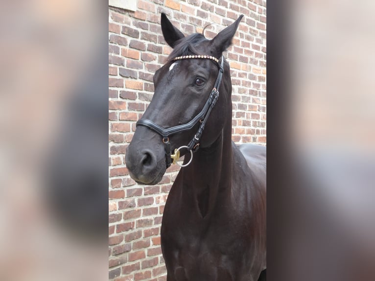 Hannoveraner Wallach 8 Jahre 177 cm Rappe in D&#xFC;sseldorf