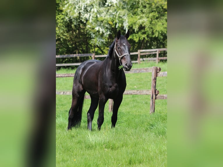 Hannoveraner Wallach 8 Jahre 177 cm Rappe in D&#xFC;sseldorf