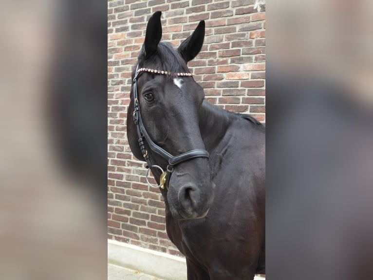 Hannoveraner Wallach 8 Jahre 177 cm Rappe in D&#xFC;sseldorf