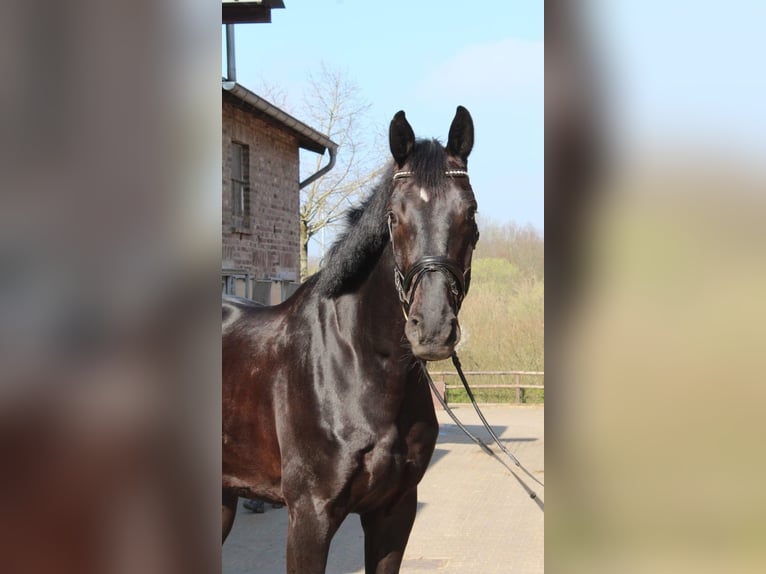 Hannoveraner Wallach 8 Jahre 177 cm Rappe in D&#xFC;sseldorf