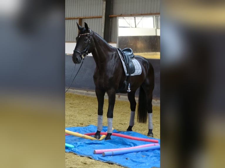 Hannoveraner Wallach 8 Jahre 177 cm Rappe in D&#xFC;sseldorf