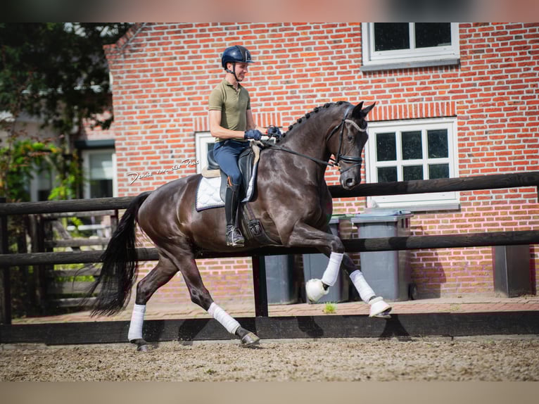 Hannoveraner Wallach 8 Jahre 177 cm Rappe in Nispen