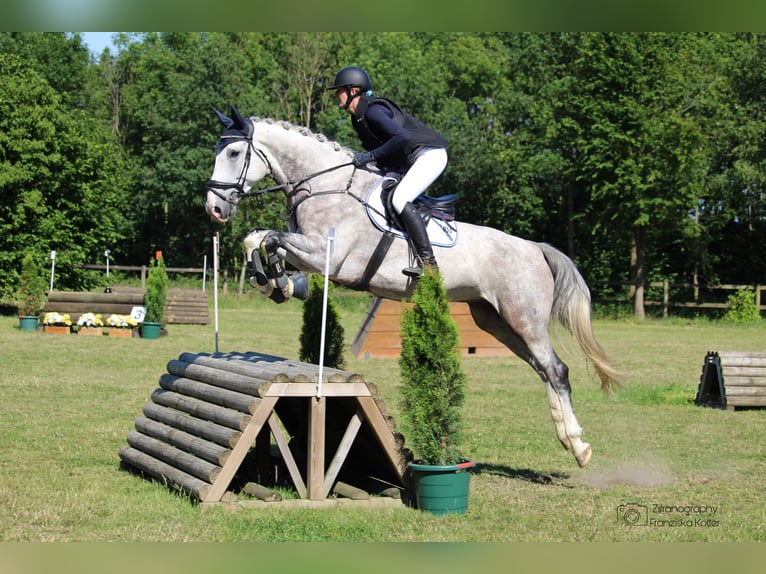 Hannoveraner Wallach 8 Jahre 177 cm Schimmel in Gladbeck