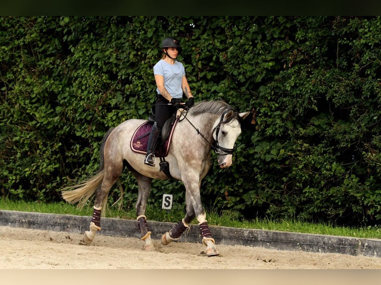 Hannoveraner Wallach 8 Jahre 177 cm Schimmel in Gladbeck