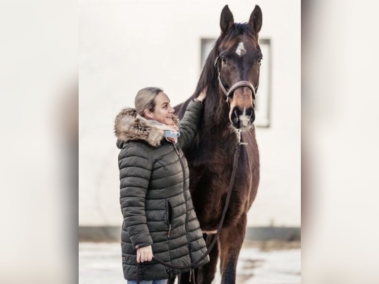 Hannoveraner Wallach 8 Jahre 178 cm Dunkelbrauner in Winsen (Aller)