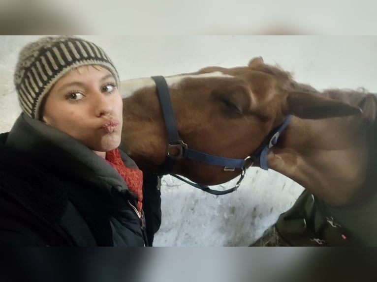 Hannoveraner Wallach 8 Jahre 178 cm Fuchs in Fürth