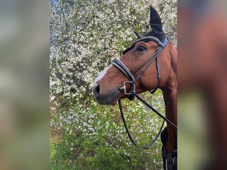 Hannoveraner Wallach 8 Jahre 178 cm Fuchs in Fürth