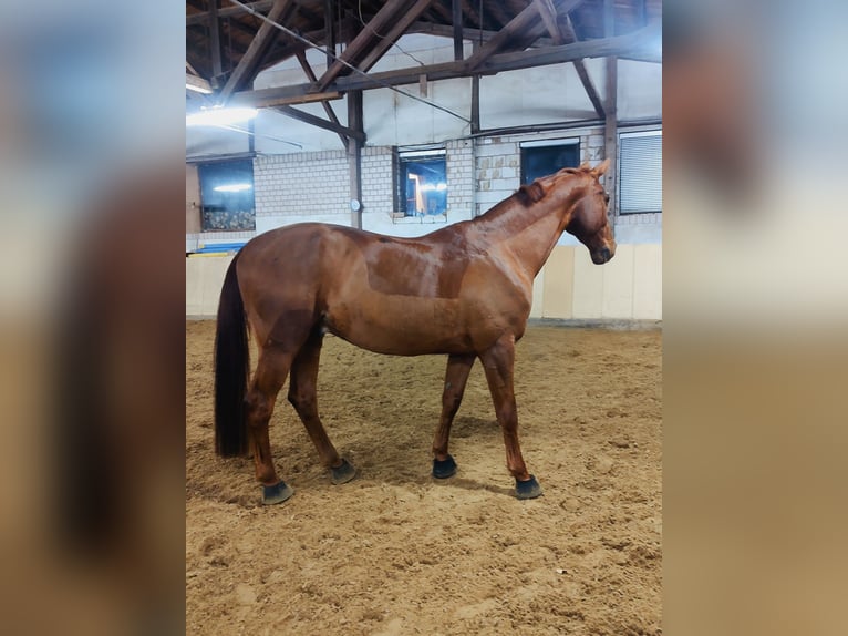 Hannoveraner Wallach 8 Jahre 178 cm Fuchs in Fürth