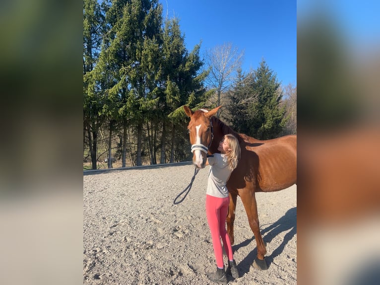 Hannoveraner Wallach 8 Jahre 178 cm Fuchs in Zirndorf