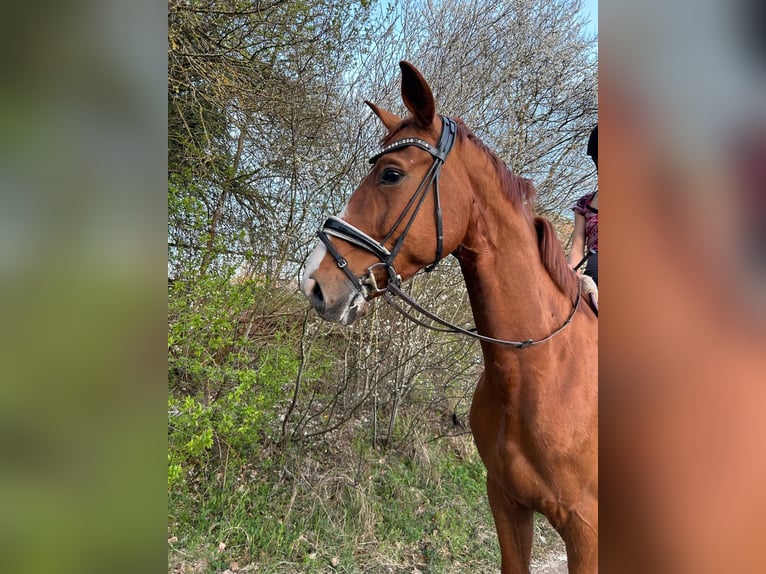 Hannoveraner Wallach 8 Jahre 178 cm Fuchs in Zirndorf