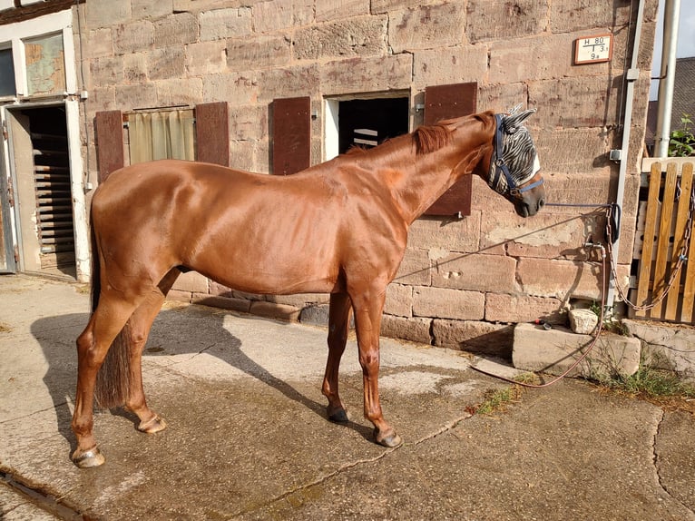 Hannoveraner Wallach 8 Jahre 178 cm Fuchs in Zirndorf