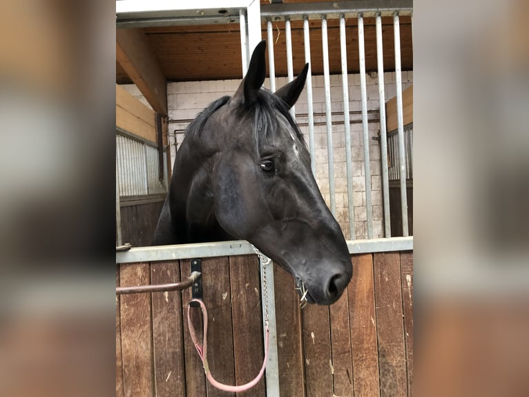 Hannoveraner Wallach 8 Jahre 178 cm Rappe in Köln