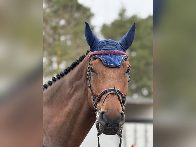 Hannoveraner Wallach 8 Jahre 180 cm Brauner in Celle