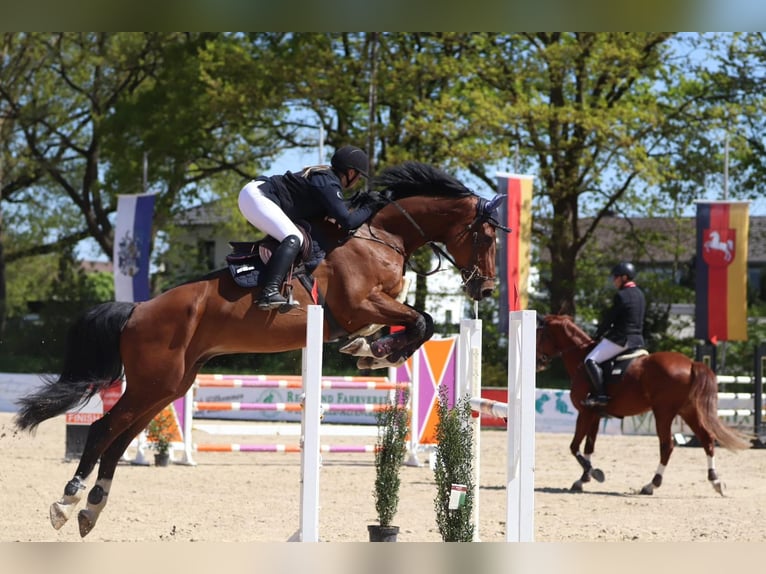 Hannoveraner Wallach 8 Jahre 180 cm Brauner in Celle