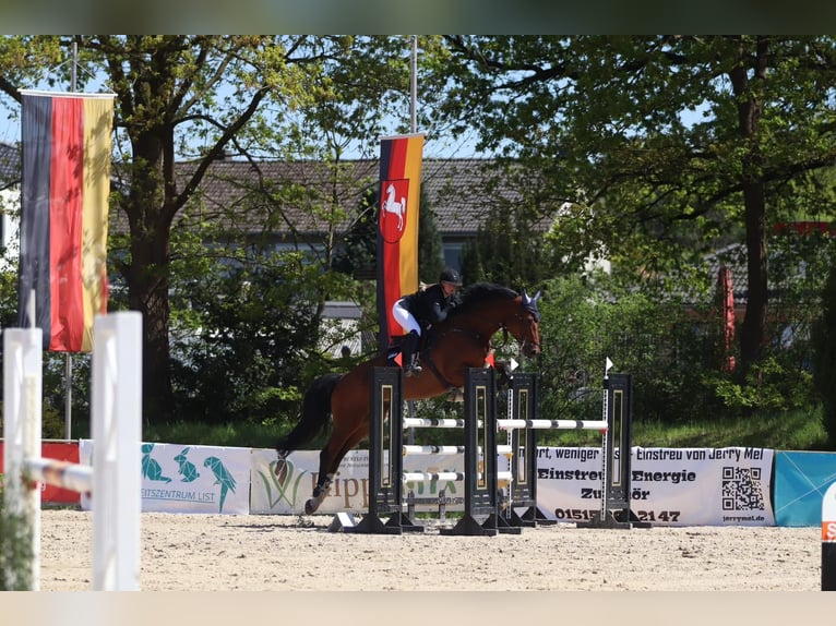 Hannoveraner Wallach 8 Jahre 180 cm Brauner in Celle