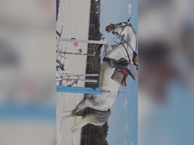 Hannoveraner Wallach 8 Jahre 180 cm Schimmel in Illingen