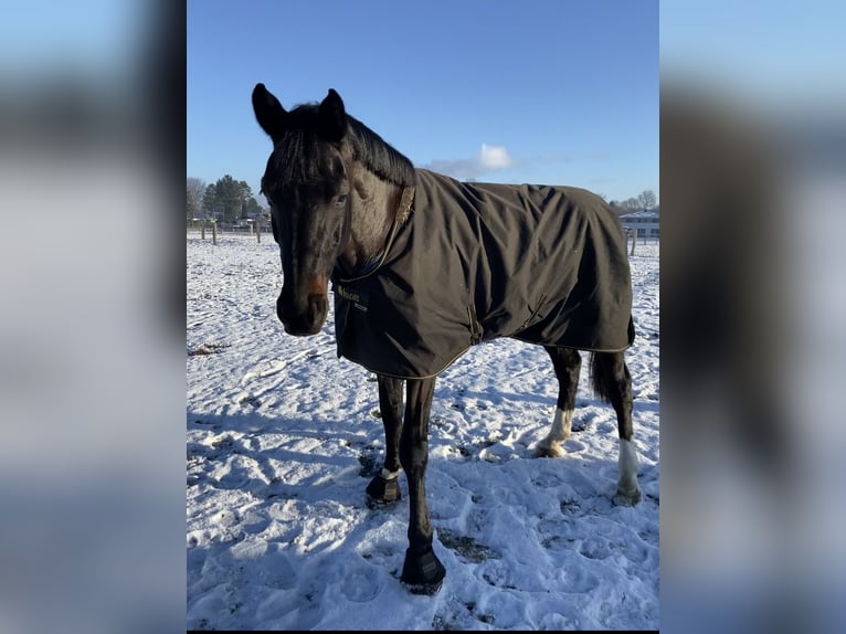 Hannoveraner Wallach 8 Jahre 180 cm Schwarzbrauner in Egestorf