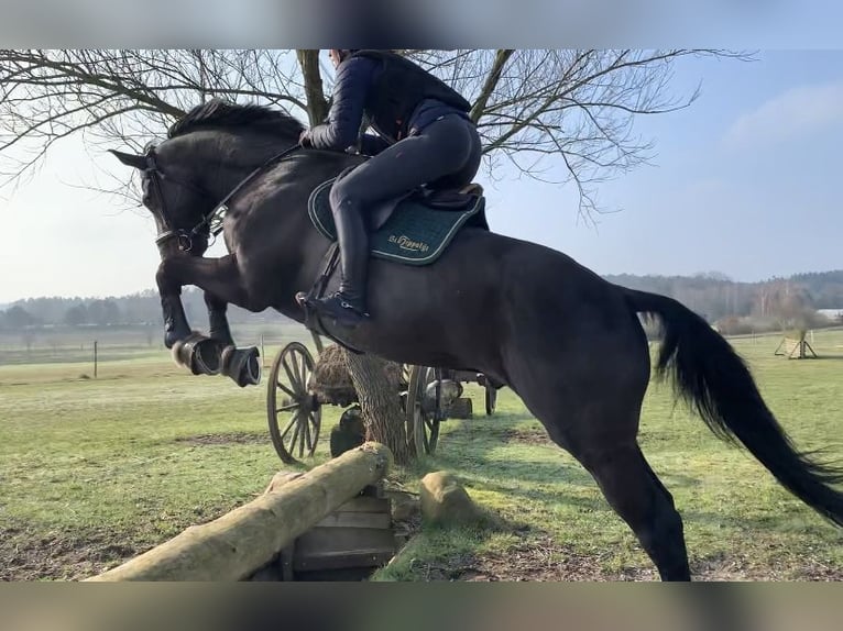 Hannoveraner Wallach 8 Jahre 180 cm Schwarzbrauner in Egestorf