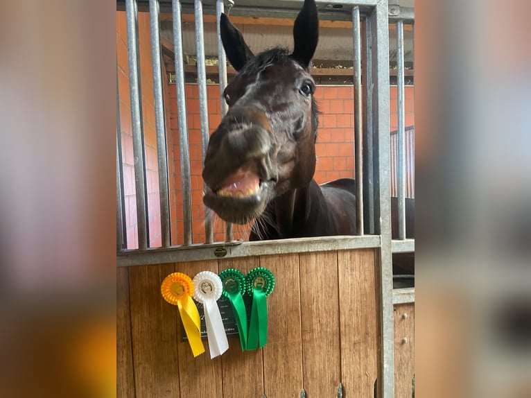 Hannoveraner Wallach 8 Jahre 180 cm Schwarzbrauner in Egestorf