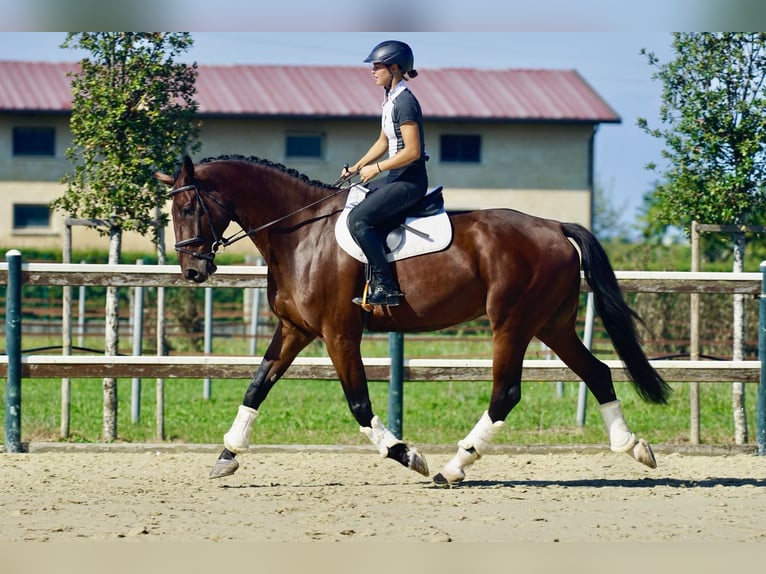 Hannoveraner Wallach 8 Jahre 182 cm Brauner in Mansuè