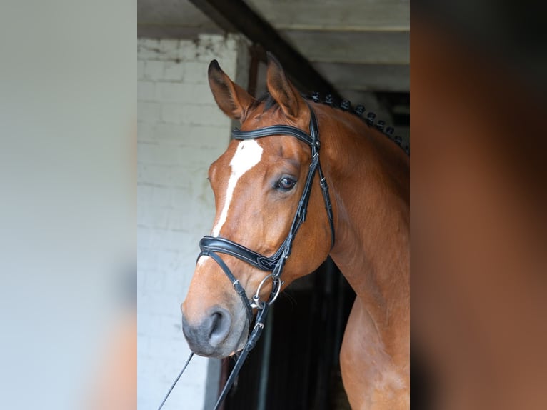 Hannoveraner Wallach 8 Jahre 182 cm Brauner in Wietzen
