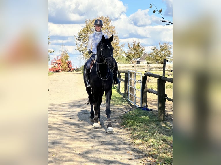 Hannoveraner Wallach 8 Jahre 182 cm Rappe in Grevenbroich