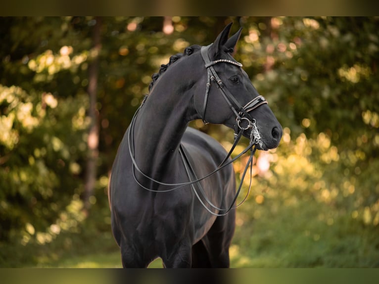 Hannoveraner Wallach 8 Jahre 182 cm Rappe in Wehringen