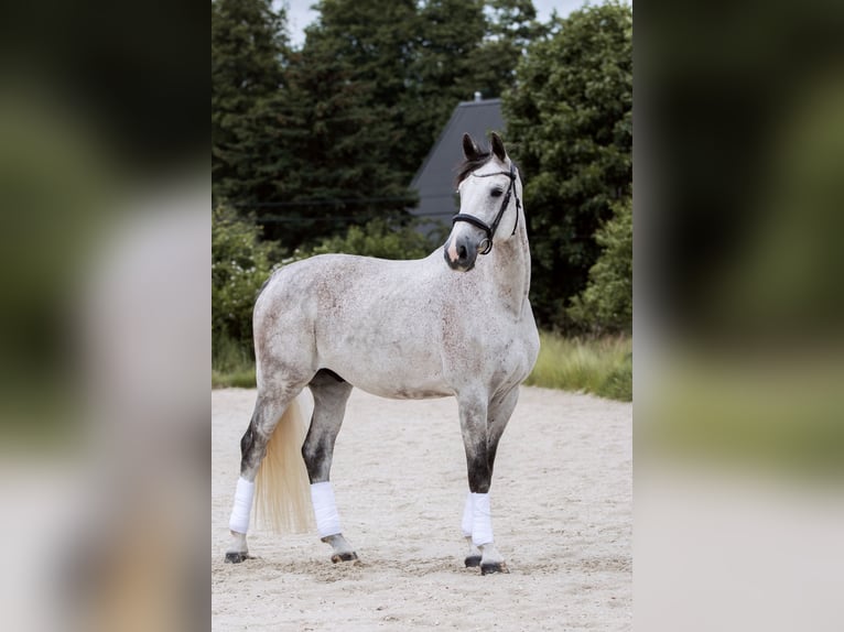 Hannoveraner Wallach 8 Jahre 182 cm Schimmel in Radebeul