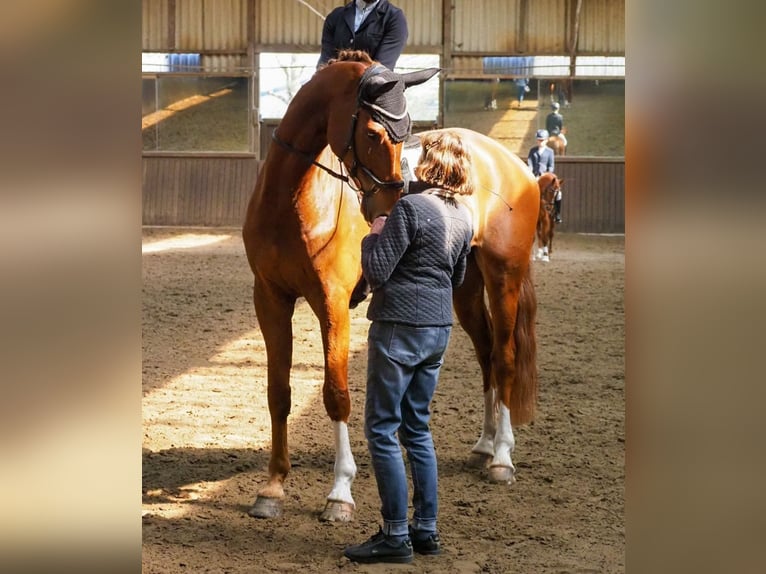 Hannoveraner Wallach 8 Jahre 183 cm Fuchs in Langwedel