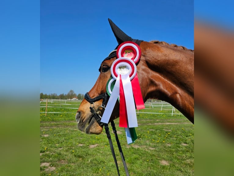 Hannoveraner Wallach 8 Jahre 183 cm Fuchs in Langwedel