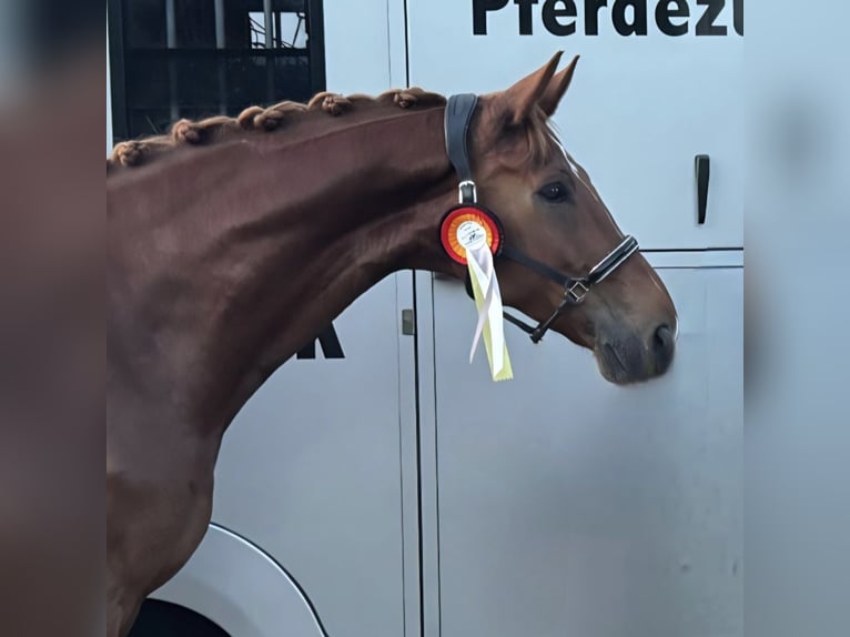 Hannoveraner Wallach 8 Jahre 183 cm Fuchs in Langwedel