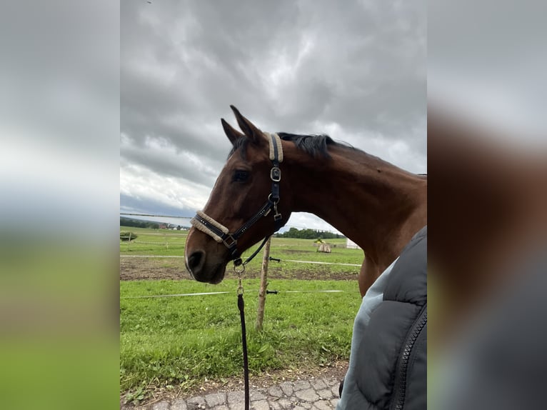 Hannoveraner Wallach 8 Jahre 185 cm Brauner in KaufbeurenKaufbeuren