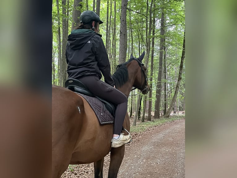 Hannoveraner Wallach 8 Jahre 185 cm Brauner in KaufbeurenKaufbeuren