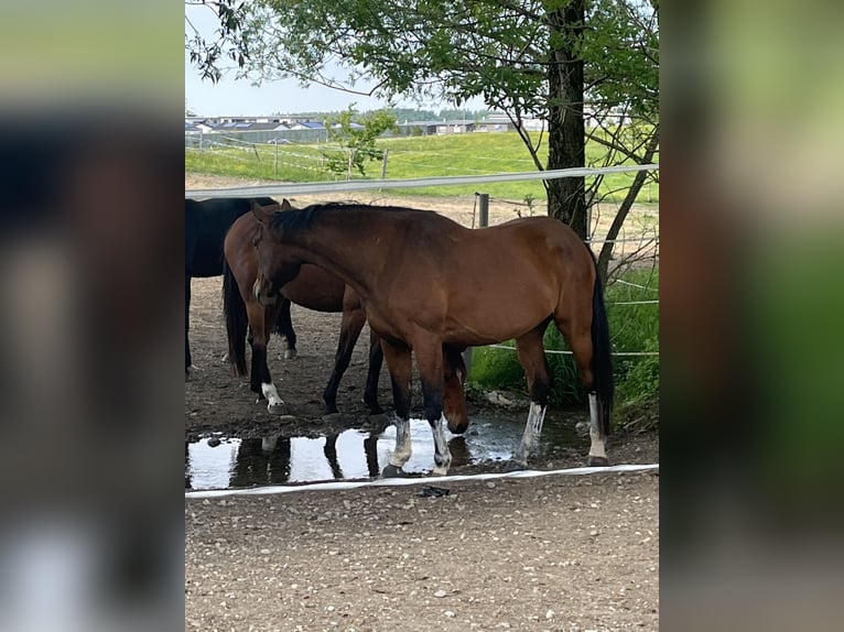 Hannoveraner Wallach 8 Jahre 185 cm Brauner in KaufbeurenKaufbeuren