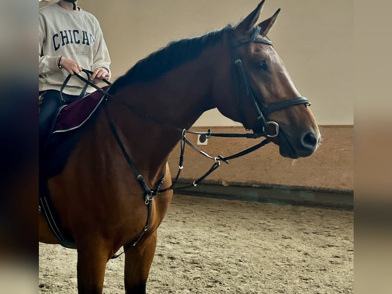 Hannoveraner Wallach 8 Jahre 185 cm Brauner in KaufbeurenKaufbeuren