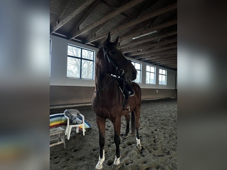 Hannoveraner Wallach 8 Jahre 185 cm Brauner in KaufbeurenKaufbeuren