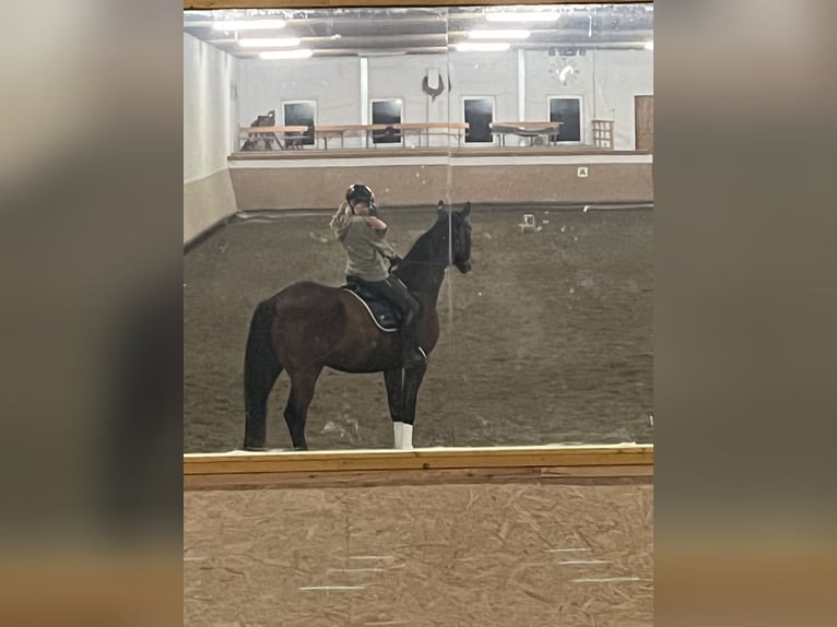 Hannoveraner Wallach 8 Jahre 185 cm Brauner in Kaufbeuren