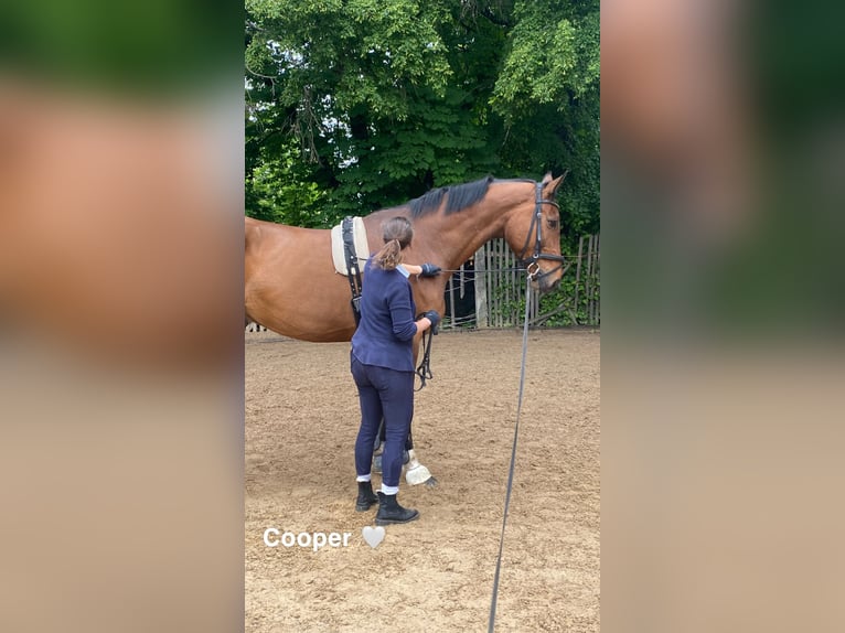 Hannoveraner Wallach 8 Jahre 185 cm Brauner in Kaufbeuren