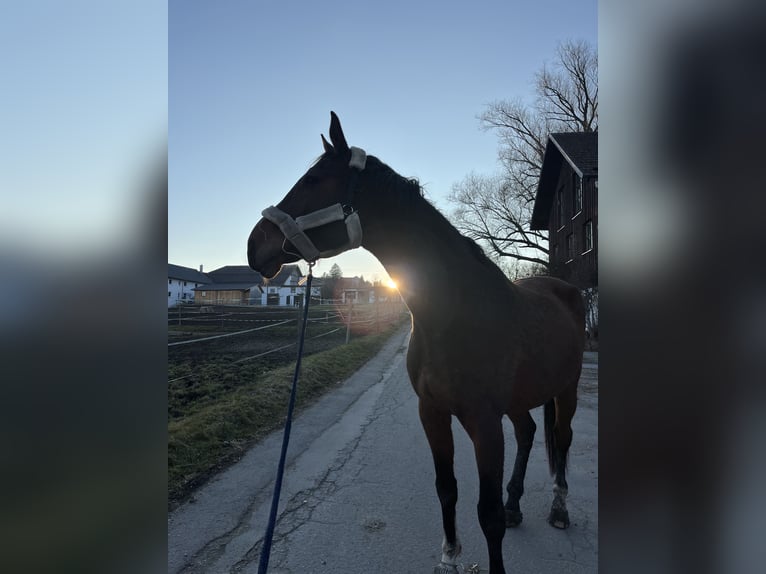 Hannoveraner Wallach 8 Jahre 185 cm Brauner in Kaufbeuren
