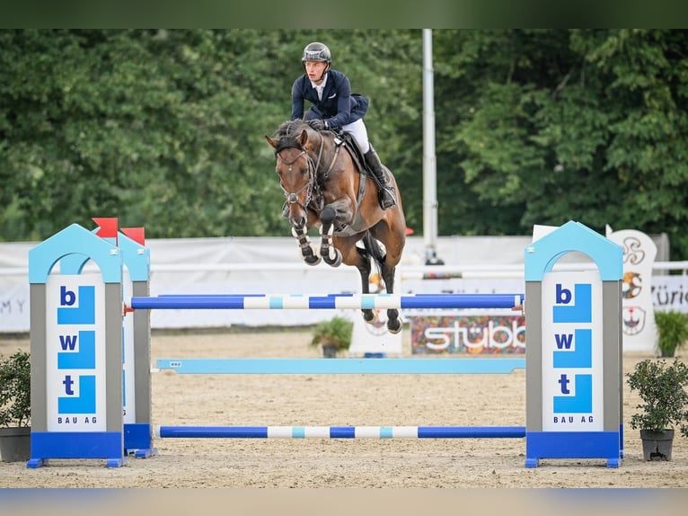 Hannoveraner Wallach 8 Jahre Brauner in St. Josefen