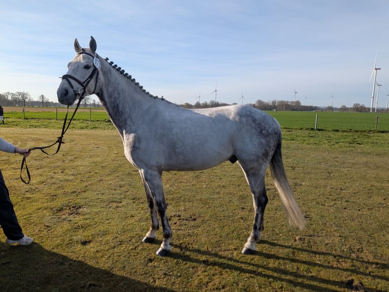 Hannoveraner Wallach 9 Jahre 160 cm Schimmel in Ostercappeln