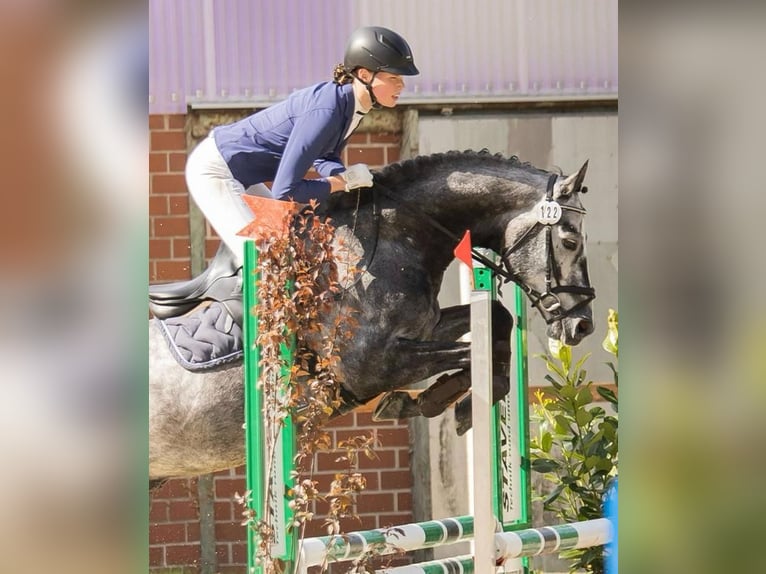 Hannoveraner Wallach 9 Jahre 160 cm Schimmel in Ostercappeln