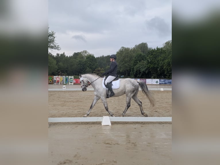 Hannoveraner Wallach 9 Jahre 160 cm Schimmel in Ostercappeln
