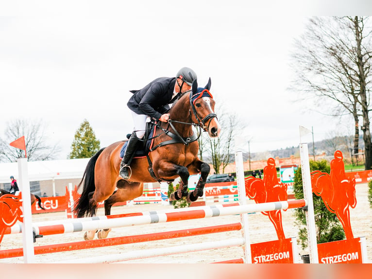 Hannoveraner Wallach 9 Jahre 162 cm Brauner in Feldbach