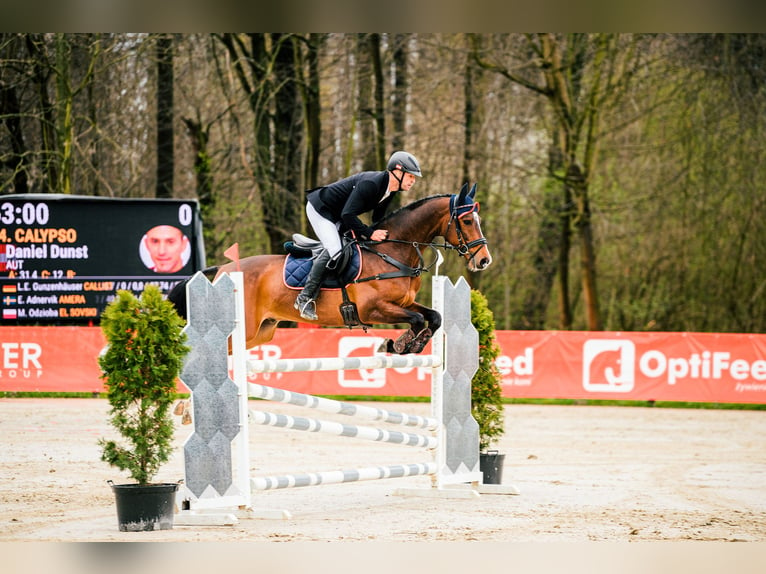 Hannoveraner Wallach 9 Jahre 162 cm Brauner in Feldbach