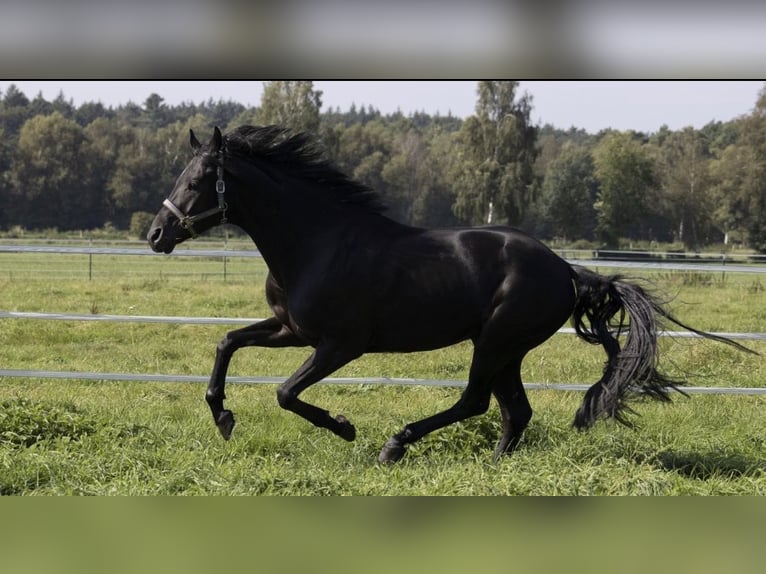 Hannoveraner Wallach 9 Jahre 162 cm Rappe in Stöckse