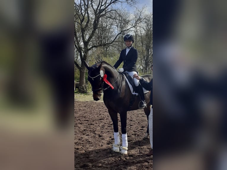 Hannoveraner Wallach 9 Jahre 163 cm Schwarzbrauner in Friesoythe