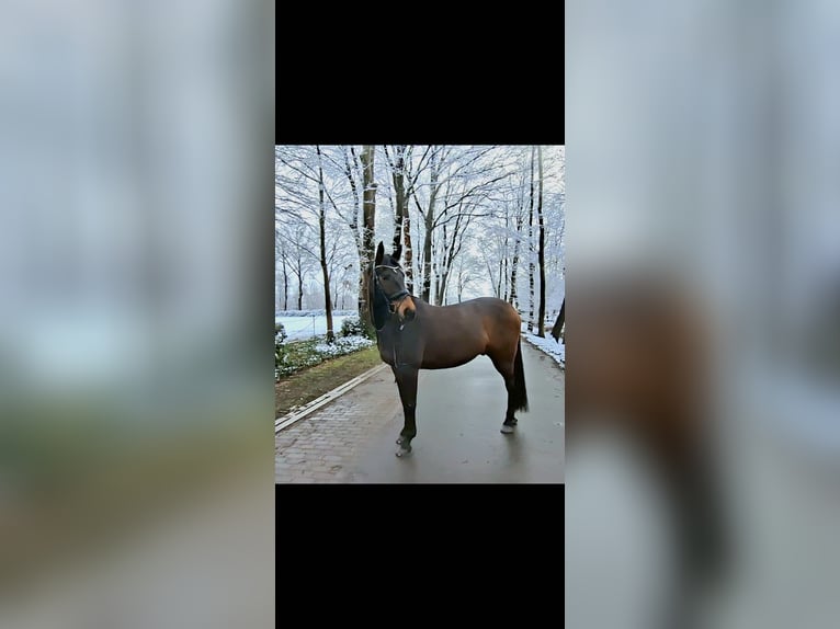 Hannoveraner Wallach 9 Jahre 163 cm Schwarzbrauner in Friesoythe