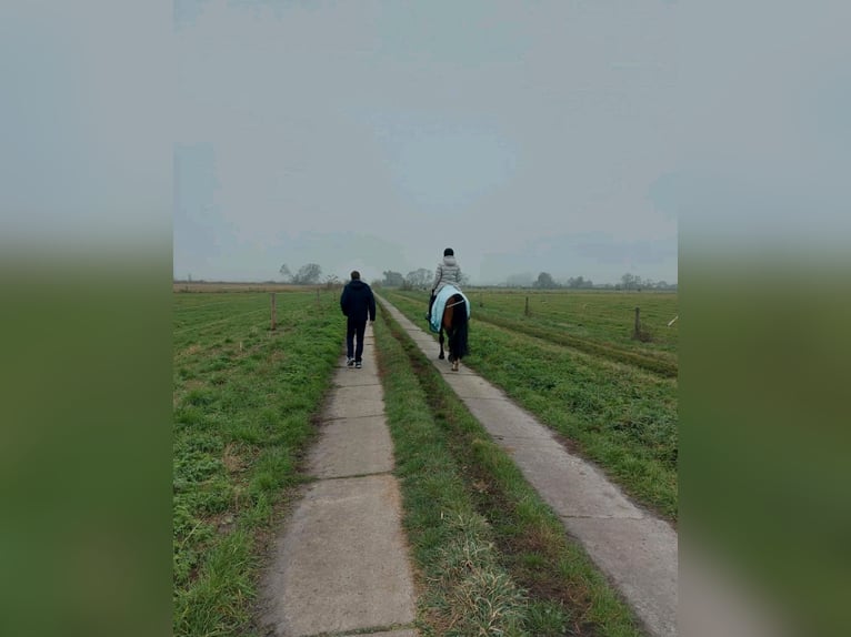 Hannoveraner Wallach 9 Jahre 164 cm Brauner in Gro&#xDF;beeren
