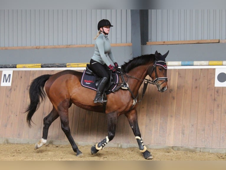 Hannoveraner Wallach 9 Jahre 164 cm Brauner in Hamersen